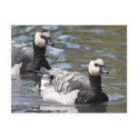 Barnacle Goose Post Card