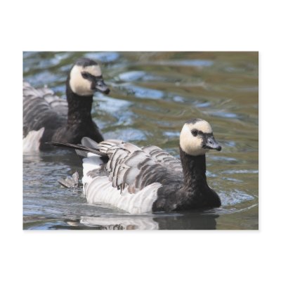 Barnacle Goose Post Card by Welshpixels