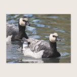 Barnacle Goose postcards
