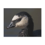 Barnacle Goose