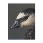 Barnacle Goose