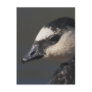 Barnacle Goose