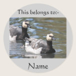 Barnacle Goose stickers