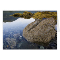 Barnacles and Sky, Funter Bay, Alaska Card