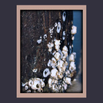Barnacles DoF Photo Poster Print posters