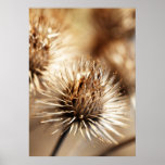 Barnacles Posters 2