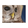 Barney the Owl Post Card
