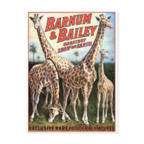 Barnum & Bailey Giraffes Retro Theatre Post Card