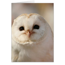 Barny the Barn Owl Cards