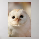 Barny the Barn owl posters