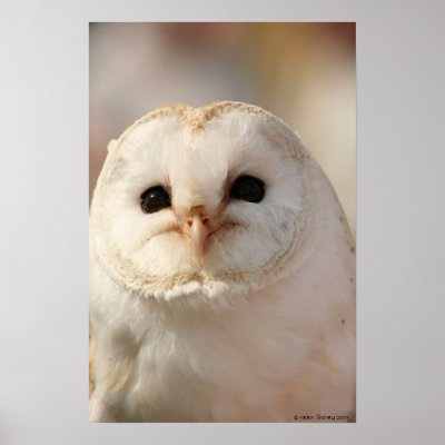 Barny the Barn owl Posters by Gala98