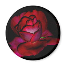 Baroness Rothschild Rose Magnets