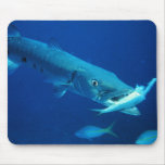 Barracuda eating its prey mouse pad