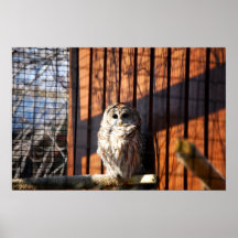 Barred (Hoot) Owl Poster
