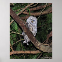 Barred Owl Blinded by the light