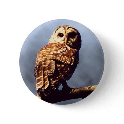 Barred Owl Button by natures_edge