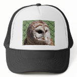 Barred Owl