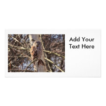 Barred Owl in a Birch Tree Photo Personalised Photo Card
