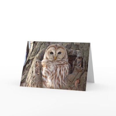 Barred Owl in Tree Nest Card by purpletiger