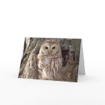 Barred Owl in Tree Nest Card