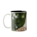 Barred Owl Coffee Mugs