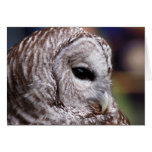 Barred Owl Portrait Card