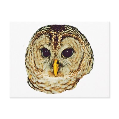 Barred Owl Postcard by kphotos