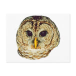 Barred Owl postcards