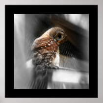 Barred Owl Poster