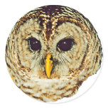 Barred Owl Round Sticker