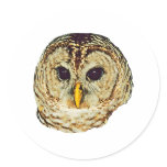 Barred Owl Stickers