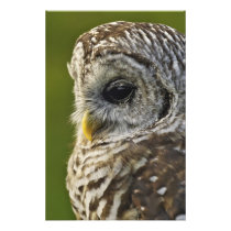 Barred Owl, Strix varia, Michigan