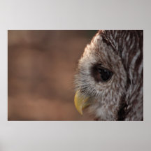 Barred Owl (Strix varia) Poster