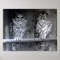 Barred Owls Print