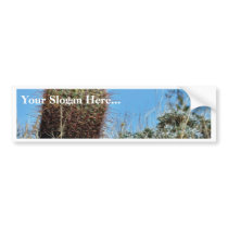 Barrel Cactus A Cactus In Anza Borrego Desert Cact Bumper Stickers