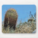 Barrel Cactus A Cactus In Anza Borrego Desert Cact mousepads