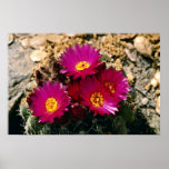 Barrel Cactus blooms Pink flowers Print