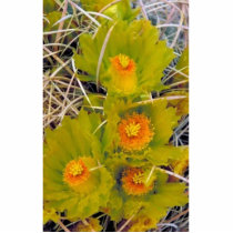 Barrel cactus photo cutouts