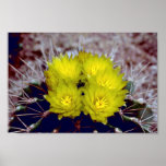 Barrel Cactus Print