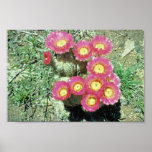 Barrel Cactus Print