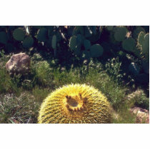 Barrel Cactus With Brothers Photo Sculpture