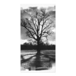 Barren Branches Tree photo cards