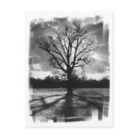Barren Branches Tree Postcards