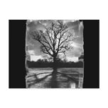 Barren Branches Tree Postcard