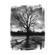 Barren Branches Tree Postcards