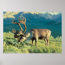Barren Ground Caribou Posters