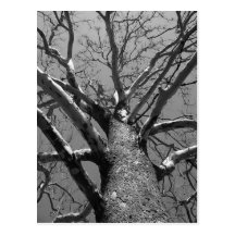 Barren tree postcard