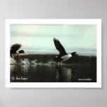 Barrow's Gold-en-eye #02, (C) Jack Taylor, Zazz... Print