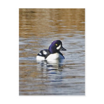 Barrow's Goldeneye Drake Postcards