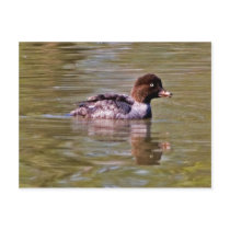 Barrow's Goldeneye hen Post Card
